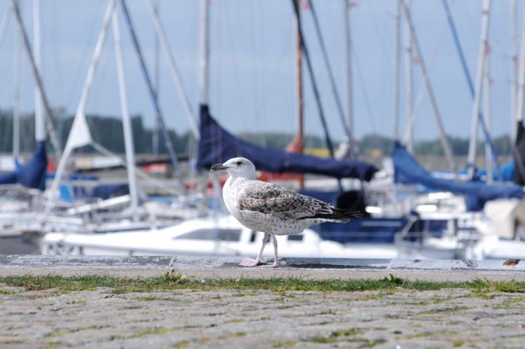 STRALSUND-HAFEN2